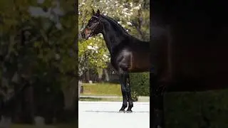 Seal brown...🫠🥰/ CREDITS: @equisoulmedia | #horse #edit #shorts