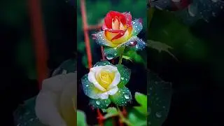 The most beautiful flowers in the garden #flowers #nature #flowerstatus #shorts #viralvideo #treding