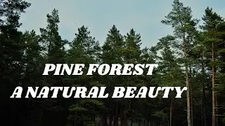 PINE FOREST,A NATURAL BEAUTY