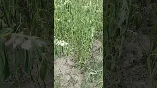 Disease on Sesame