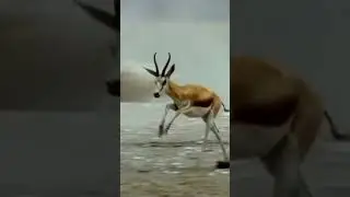 Lion Attacks Antelope #wildlife #animals #shortvideo #viral #safari #lion #antelopes