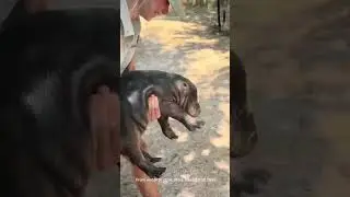 He was determined to stay in the pool and then he saw the docked keeper 😆 #mars #babyhippo