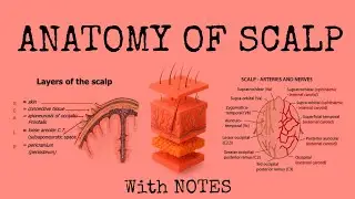 How I MASTERED the ANATOMY OF SCALP!  📖📚 | BDS/MBBS First Year| Quick Revision run through