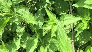 Urtica dioica, Isırganotu, Stinging nettle, Common nettle, Nettle leaf, Sırgan, Sirgan IMG 0757