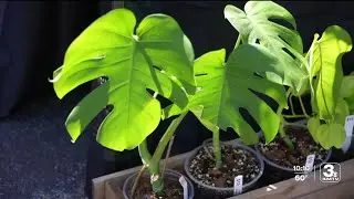 Plantapalooza brings plant lovers together for a day of shopping and community
