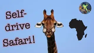 Self-drive Safari Hlane and Kruger Natl. Parks - Eswatini & South Africa