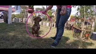 perrito salchicha brincando su aro!!