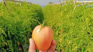 আমাদের টমেটো চাষ 🍅 মাশাআল্লাহ অনেক ভালো ফলন😊#viralvideo #food #subscribe 