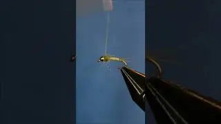 Baetis nymph #shorts