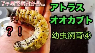 アトラスオオカブト(ミンダナオ)幼虫飼育④