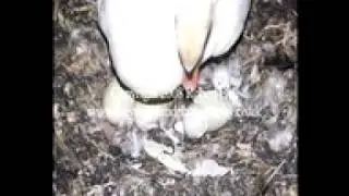 New Cygnet Hatching