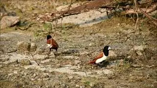 tri colored munia