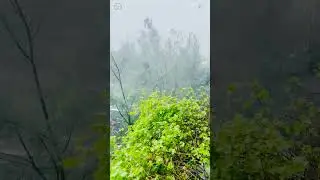 Monsoon Fury in Bloom | Rangoon Creeper & Cypress Trees in a Wild Rainstorm