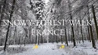 ✨🥾 ARDENNES Winter Hiking in Snowy Forest Walk snow crunching nature sounds asmr relaxation ✨