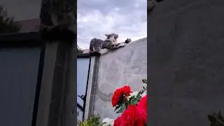 CAT BUX'S ACROBATIC FLAIR!  #cats #pets #funnyvideo #catshorts