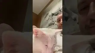 Доброе утро #shortsfeed #cat #catvideos
