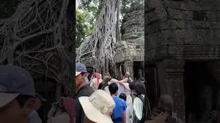 Ta Prohm Temple #taprohmtemple #siemreap
