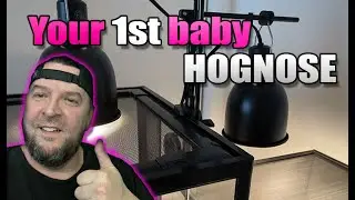 Your 1st baby HOGNOSE - Terrarium setup & Temp control.