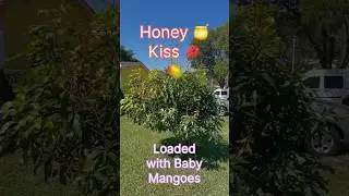 Honey Kiss Mango tree Loaded with Baby Mangoes
