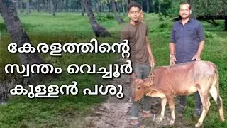 വെച്ചൂർ കുള്ളൻ പശുവിന്റെ മേന്മ , Vechur Dwarf cow