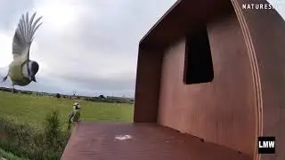 We finally installed an OwlBox... Barn Owl, Little Owl, Blue Tits, Crows, and ..........?