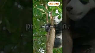 Panda Cubs: Rolling Giggles! #facts #cute #animals #wildlife #nature #love #shorts #play #fun #wow