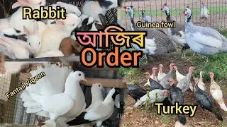 আজি কি কি Delivery 🚚 দিলো । Fancy kabutar farming । Turkey Chicken Farming । Rabbit farm in Assam 