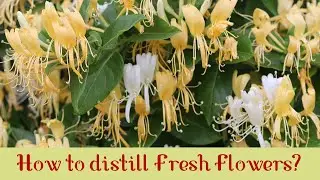 How to Make Floral Water/Hydrosol with Fresh Flowers. When to Pick and How to Prepare. Steam Distill