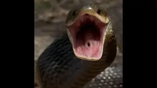 Latest simple and effective snake trap ideas 2025#snake #animal #wildlife #shorts#trending #shorts