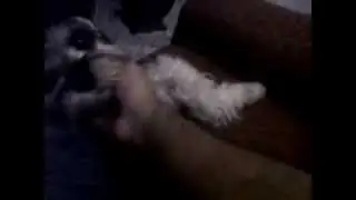 Luna La Perrita Cosquilluda