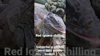 Red Iguana Chilling #shorts #viral #iguana