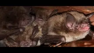 Billy's Wildlife Control- Professional, Humane Animal Removal in Christianburg