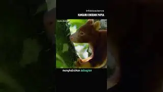 Kanguru unik asli Indonesia - Infobioscience