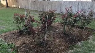 Freeze Warning!! Preparing For Frost
