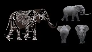 Elephant WalkCycle Reference