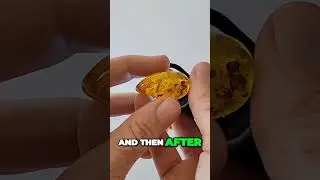 Amber with fossil Insects