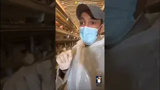 زيارة و تغطية شركة دجاج المتحدة