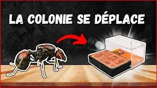 J'ai d&eacute;m&eacute;nag&eacute; de force ma colonie de fourmis granivore ( LA PLUS GRANDE  ) Messor cephalotes .