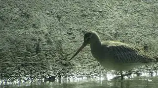 Pfuhlschnepfe (Bar-tailed Godwit), Mittlere-Isar-Kanal bei Ismaning (n&auml;he M&uuml;nchen), September 2021