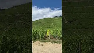 The Hermitage Hill - a View while Ascending  #frenchwine #syrah #rhonewine