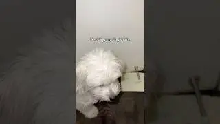 she needs a lawyer ASAP #doglife #cotondetulear #cutedogs #cutedogsdaily
