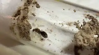Dorymyrmex bicolor queen and brood