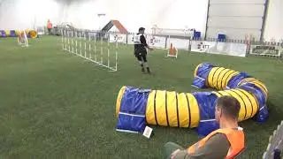 Vekara Agility , Schapendoes , Heta