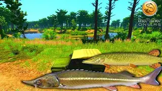 Sterlet and Pike Spot | NEW Pra | Fisher Online | Ep 73