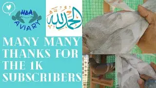 White Bar Collection Pigeon || White Bar Breeding Progress