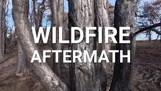 North York Moors Wildfire Aftermath 2025