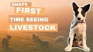 Does My Border Collie Have Natural Herding Instinct? First Test at 15 Weeks