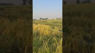 🌾 Justice for Farmers | Voices Rising for Rice Growers 🌾