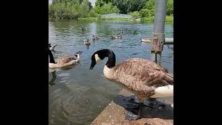 Hand Feeding Sweet  Canada Goose ☺️&hearts;️