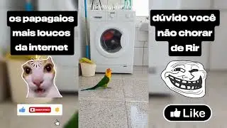 🚨 4 MINUTOS DE RISADA: O Melhor Compilado de Papagaios 